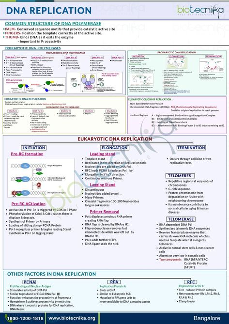 Molecular Genetics Notes, Mitochondria Notes, Molecular Basis Of Inheritance Notes, Dna Replication Notes, Dna Diagram, Genetics Notes, Protein Biology, Biochemistry Notes, Dna Polymerase