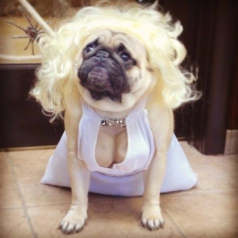 Dogs In Costumes, Funny Dog Costumes, Pug Halloween Costumes, Cute Dog Halloween Costumes, Pug Clothes, Dog Costumes Funny, Pugs In Costume, Small Dog Tattoos, Dog Print Tattoo