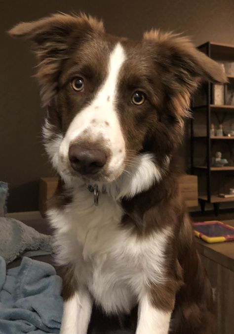 Chocolate Border Collie, Border Collie Brown And White, Brown Border Collie Puppy, Border Collie Brown, Brown Border Collie, Border Collie Colors, Brown And White Dog, Gsp Dogs, Brown Border