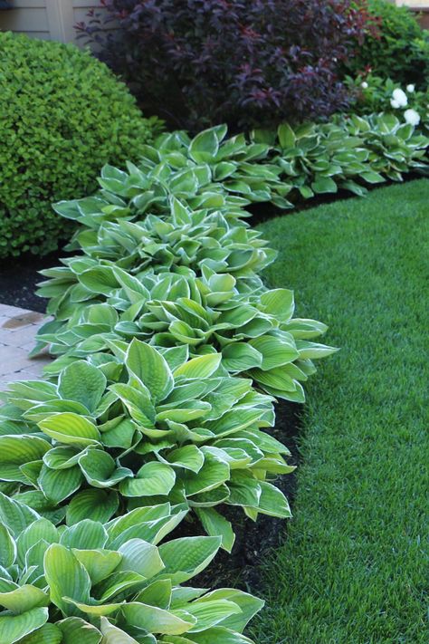 Hostas Along Fence, Hosta Border, Garden Design Software, Landscape Ideas Front Yard Curb Appeal, Shade Landscaping, Landscape Curbing, Architecture Contemporary, Hosta Gardens, Front Garden Landscape