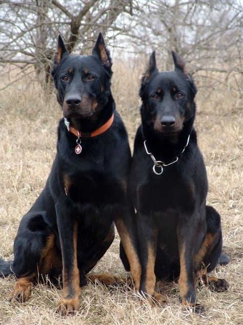 Harlequin Beauceron, Beauceron Dog, Dog Breeds Pictures, Rare Dogs, Rare Dog Breeds, Big Dog Breeds, Dogs Breeds, Rare Breed, Large Dog Breeds