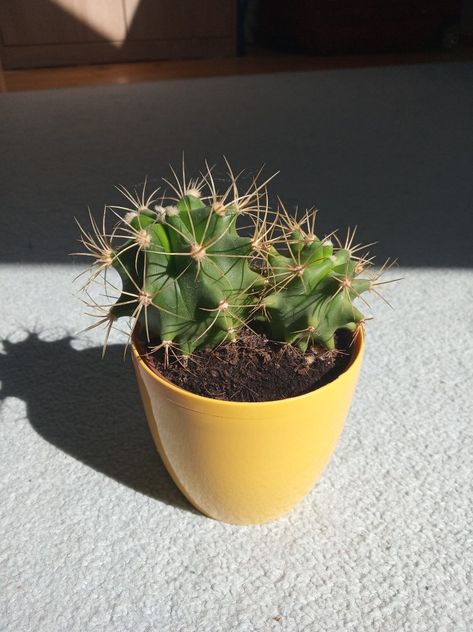 Small Cactus Plants, Memories Aesthetic, Baby Cactus, Cactus Pictures, Tiny Cactus, Blooming Cactus, Foodie Instagram, Small Cactus, Simple Aesthetic