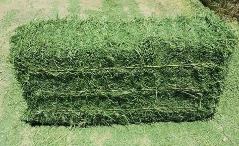 Alfalfa - A great feed for horses and why Alfalfa Hay, Horse Nutrition, Grass Hay, Feed Store, Bermuda Grass, Horse Feed, Farm Fence, Hay Bales, Farm Gardens