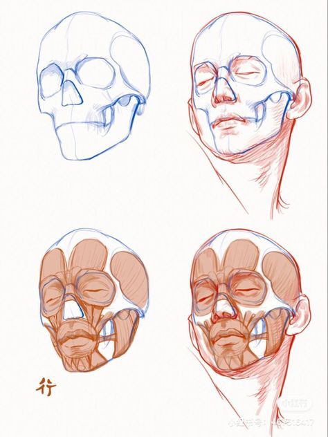 Face Proportions Sculpture, Head Muscles Anatomy Drawings, Head And Face Anatomy, Head Construction Anatomy, Head Anatomy Sketch, Hand Construction Drawing, Face Muscles Anatomy Drawings, Face Drawing Anatomy, Anatomy Head Drawing