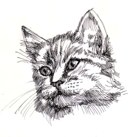 Cat, drawn in pen Cat Pen Drawing Ink, Biro Animals Drawings, Pen Drawing Of Animals, Hatching Animal Drawing, Cat Pen Sketch, Drawings With Fineliner, Drawing With Micron Pens, Drawing Ideas Black Pen, Sketch Cat Drawing