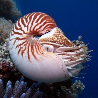 Nautilus Photography, Nautilus Tattoo, Giant Pacific Octopus, Chambered Nautilus, Beautiful Sea Creatures, Nautilus Shell, Underwater Creatures, Aquatic Animals, Animal Projects