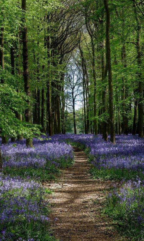 Forest Scenery, Pretty Landscapes, Woodland Garden, Jolie Photo, Beautiful Nature Scenes, Nature Aesthetic, Flowers Nature, Scenery Wallpaper, Nature Scenes