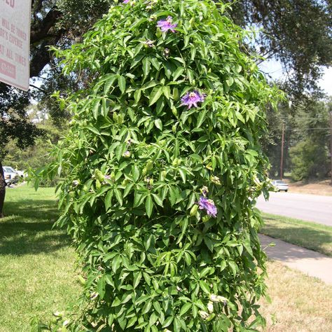 Passion Vine Passiflora incarnata Have a plant tag for it but don't remember planting it. Maypop Passion Flower, Purple Passionflower, Passiflora Incarnata, Pink Gardens, Fast Growing Vines, Passion Vine, Growing Vines, Plant Tags, Plant Guide