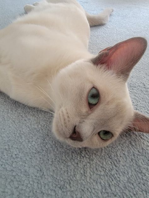 Tonkinese Cat Aesthetic, Tonkinese Cat Mink, Platinum Aesthetic, White Cat Breeds, Cat Green Eyes, Tonkinese Cat, Tonkinese, Cat References, Cat Oc