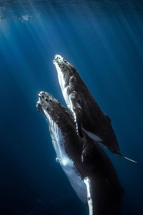 humpback whale (scheduled via http://www.tailwindapp.com?utm_source=pinterest&utm_medium=twpin) Beautiful Sea Creatures, Marine Mammals, Humpback Whale, Monthly Subscription, Narwhal, Ocean Creatures, Marine Animals, Ocean Animals, Sea And Ocean