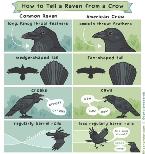 American Crow, A Crow, Crows Ravens, The Raven, Animal Facts, Crows, An Animal, Ravens, Drawing Tips