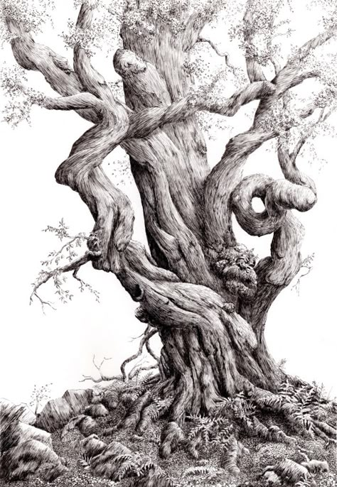 Oak Tree Drawings, Graphic Drawings, Tree Drawings Pencil, Ancient Trees, Pen And Wash, Creation Art, Tree Sketches, Tree Artwork, Pottery Inspiration