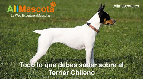 Todo lo que debes saber sobre el Terrier Chileno - ALIMASCOTA.ES Fox Terrier Chileno, Fox Terriers, Fox Terrier, Bull Terrier, Fox, Quick Saves