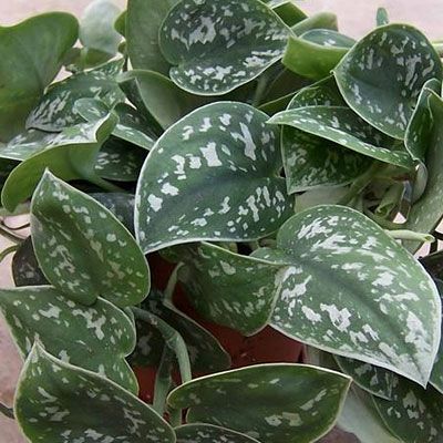 Satin Pothos, Scindapsus Pictus, Houseplants Low Light, Household Plants, Home Greenhouse, Plant Tattoo, Low Light Plants, Pet Clinic, Indoor Jungle