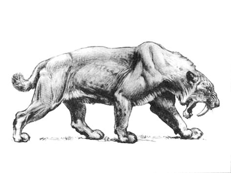 Smilodon populator, a large and burly saber-tooth cat roamed South America throughout the Pleistocene to early Holocine. (Charles Knight) Saber Tooth Tiger Drawing, Sabertooth Tattoo, Saber Tooth Tiger Tattoo, Smilodon Tattoo, Smilodon Populator, Sabretooth Tiger, Saber Tooth Tiger, Trippy Tattoo, Sabertooth Tiger