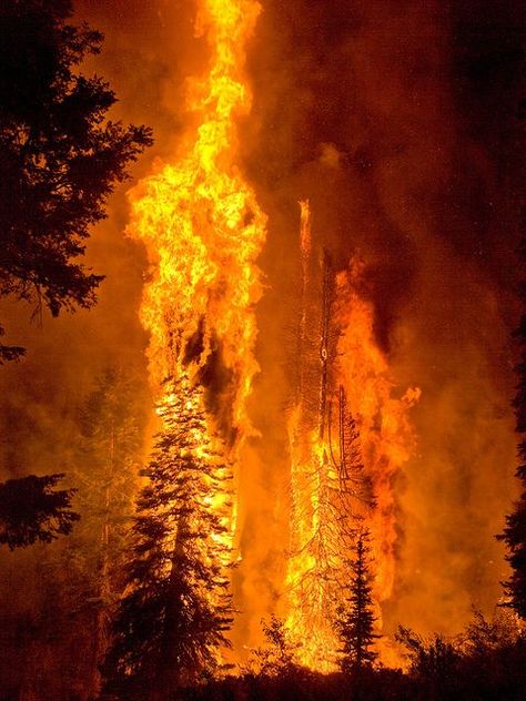 Burning Embers, Forest Gump, Wow Photo, Wildland Fire, Wildland Firefighter, Forest Tattoos, Fire Image, Fire Photography, Wild Fire