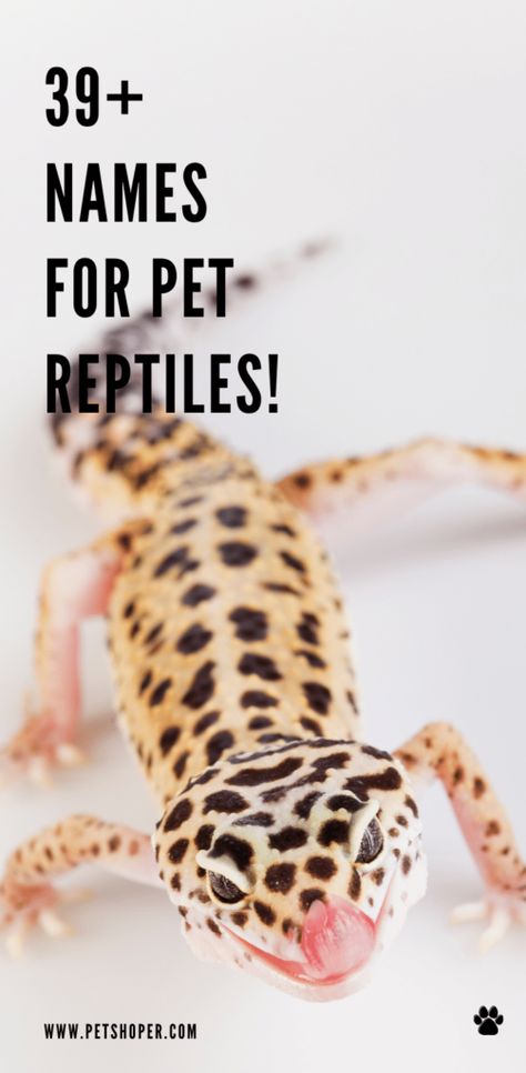 Below we are listing the most popular, unique, and amazing names we found on different forums and groups. I hope that pet owners will be able to choose a great name that is meaningful for their new pet. Top 10 Names For Pet Reptiles Larry PeeWee Taco Frank Aspen Gex Lex Diglet Mojo #NamesForPetReptiles #TurtleNames #LizardNames #SnakeNames #ChameleonNames Leopard Gecko Names Ideas, Leopard Gecko Names, Pet Snake Names, Albino Snakes, Gecko Names, Male Pet Names, Female Pet Names, Lizard Names, Snake Names