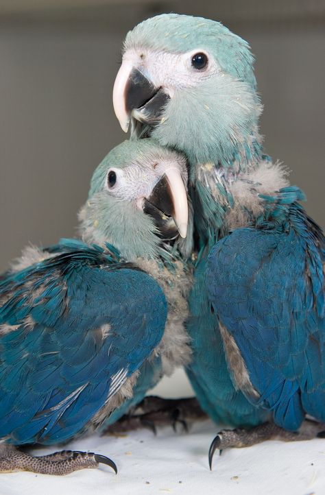 Spix's Macaw babies at ACTP in March 2011. Blue Spix Macaw, Spix Macaw, Blue Macaws, Blue Hyacinth, Blue Macaw, African Grey Parrot, Rare Birds, Extinct Animals, African Grey