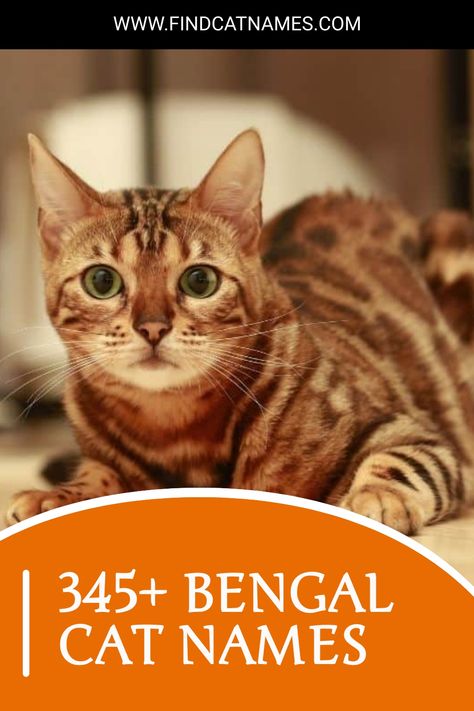 Discover the best names for your Bengal! Our guide has 345+ Bengal cat names you’re sure to love. Get the perfect name for your pet. Bengal Cat Names, Boy Cat Names, Best Names, Lion King 2, Jungle Cat, Classic Names, Exotic Cats, Boy Cat, Bengal Cats