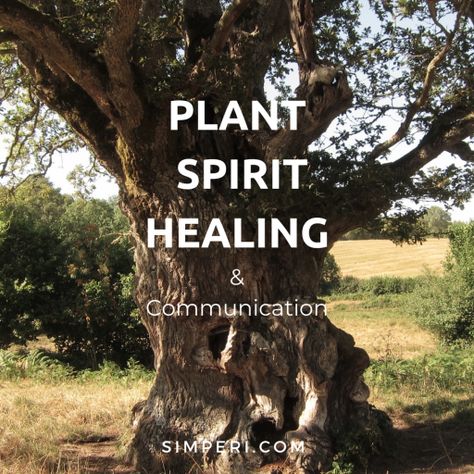 Plant Spirit Medicine, Plant Communication, Plant Spirits, Plant Spirit, Spirit Healing, Spirit Communication, Plant Medicine, Shamanic Healing, Earth Spirit