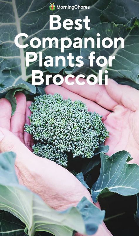 How To Grow Broccoli, Grow Broccoli, Broccoli Leaves, Best Companion Plants, Companion Planting Guide, Companion Planting Chart, Broccoli Plant, Growing Broccoli, Mint Garden