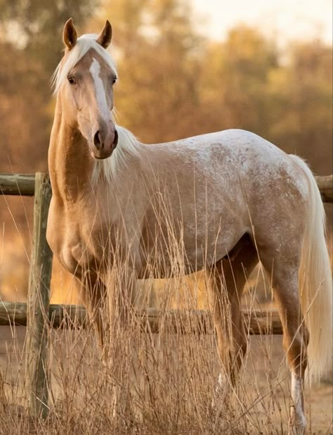 Palomino Appaloosa, Horse Palomino, Palomino Horse Aesthetic, Wild Palomino, Palomino Western Horse, Quarter Horse Palomino, Palomino Warmblood, Unusual Horse, Palomino Horse