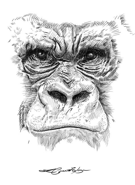 Pencil Drawing Ideas, Monkey Drawing, Gorillas Art, Gorilla Tattoo, Pen Art Work, Stippling Art, Pencil Drawings Of Animals, Mouth Drawing, Animal Drawings Sketches