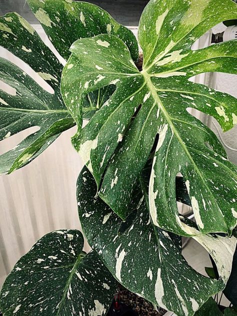 Top 10 Most Wanted Rare Houseplants - Thursd Big Potted Plants, Monstera Thai Constellation, Popular House Plants, Thai Constellation, Plant Goals, Variegated Plants, Ground Cover Plants, Starter Plants, Monstera Plant