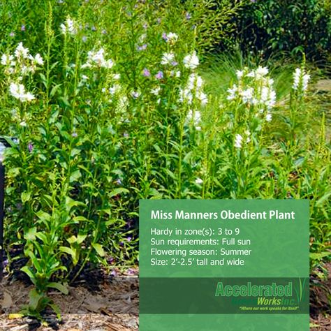 Miss Manners Obedient Plant Miss Manners, Obedient Plant, Landscaping Ideas, Manners, My Garden, Perennials, Landscaping, Herbs, Plants