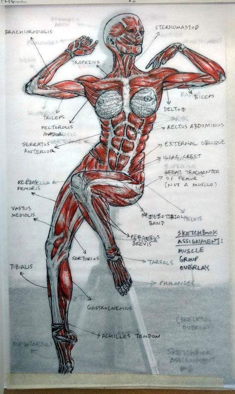 Human Muscle Anatomy, Human Body Anatomy, Muscular System, Human Anatomy Drawing, Muscle Anatomy, Human Figure Drawing, Human Anatomy Art, Anatomy Sketches, Anatomy For Artists