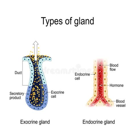 Endocrine Vs Exocrine Glands, Endocrine And Exocrine Glands, Endocrine Glands Notes, Exocrine System, Zoology Notes, Endocrine System Hormones, Endocrine Hormones, Exocrine Gland, Endocrine Glands