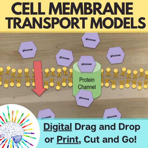 Hands on Cell Membrane Transport activity! Let your students visualize how cell membrane transport works by making a model. Digital & print! Cell Transport Activity, Cell Membrane Activity, Cell Membrane Transport, Membrane Transport, Evolution Activities, Biology Activities, Cell Membrane Structure, Facilitated Diffusion, Biology Ideas