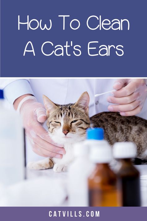 Clean Cat Ears, Diy Cat Ears, Cat Owner Tips, Clean Ears, Cat Health Problems, Cat Tips, Cat Cleaning, Vet Clinic, Cat Hacks