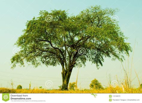 Tallgrass Prairie National Preserve, Jujube Tree, North American Beaver, Tallgrass Prairie, Garden Fruit, Tree Growing, Local Fruit, Types Of Animals, Big Tree