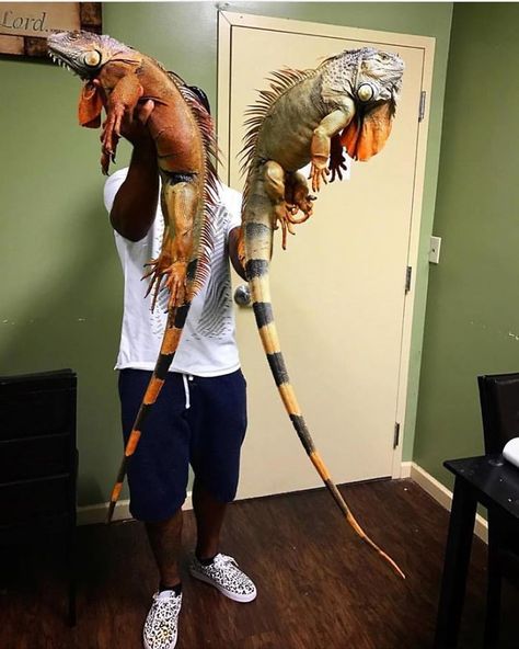 "The Real Tarzann" The Animal Friend Who Is Showing The Good Side Of The Internet Pet Iguana, Iguana Pet, Big Lizard, Bearded Dragon Cute, Pet Lizards, Cute Lizard, Green Iguana, Reptile Room, Reptile Cage