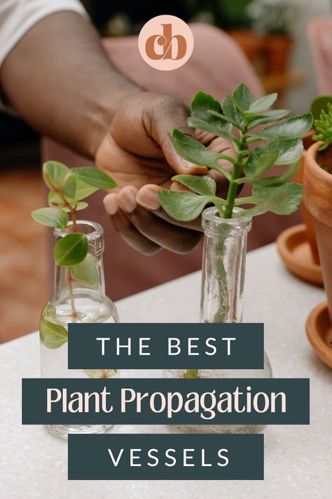 Take your plant propagation game to the next level with cool & modern propagation vessels. Take a look at our favorites! Propagation Vessels, Propagation Plants, Fancy Glassware, Plant Inspiration, Plant Crafts, Plant Propagation, Garden Indoor, Retro Table, Eclectic Modern