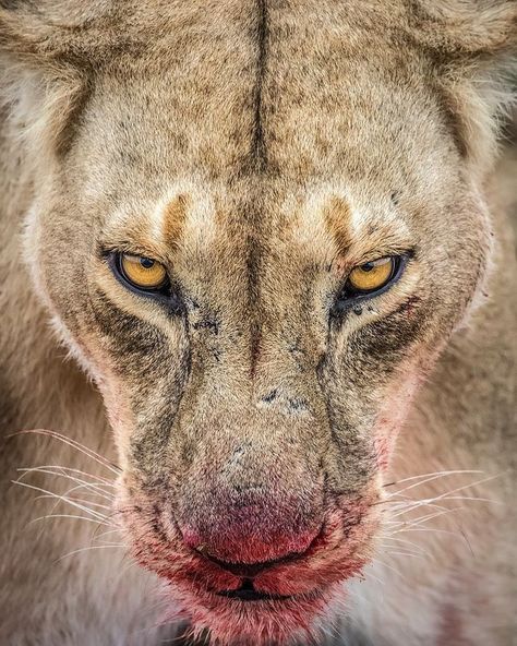 🐾 🦁 • Glance • • • • 📸 FOLLOW ME• • • • #lion #lions #king #bigcat #bigcats #zoo #instagram #africa #animalplanet #safari #lionking… | Instagram National Geographic Animals, National Geographic Photography, Female Lion, Lion Photography, Lions Photos, Scary Animals, Wild Animals Pictures, Lion Images, Animal References