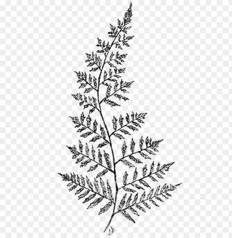 Fern Drawing, Drawing Transparent, Fern Tree, Tree Drawing Simple, Fern Plant, Drawing Simple, Plant Drawing, Tree Drawing, Drawing Reference Poses