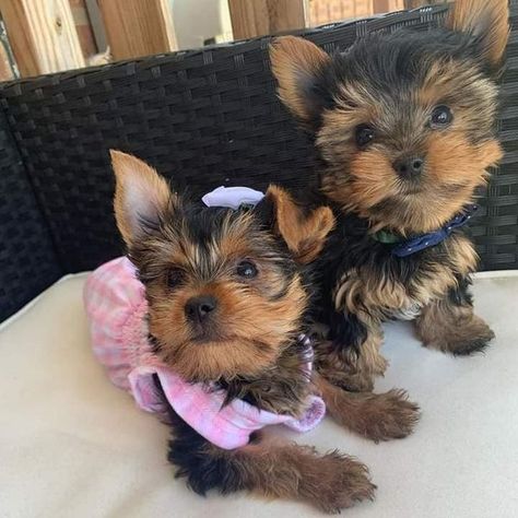 Tea Cup Yorkie, Yorkies Puppies, Cute Puppies For Sale, Teacup Yorkies, Puppy Fever, Puppies For Sale Near Me, Teacup Yorkie Puppy, Yorkie Puppy For Sale, Most Beautiful Dogs