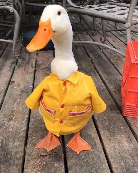 12.3k Likes, 157 Comments - Ducks (@ducks.ig) on Instagram: “Do you think I’m cute?? 🥺 via @israellaconder” Duck Pictures, Ducks, The Rain, Parrot, Funny Animals, You Think, Pikachu, Phone Wallpaper, Thinking Of You