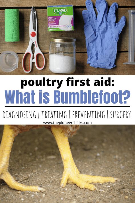 How To Treat Bumblefoot In Chickens, Treating Bumblefoot In Chickens, Bumblefoot In Chickens, Diy Chick Waterer, Diy Chicken Feeder, Chicken Feeder Diy, Raising Quail, Chicken Coop Garden, Chicken Feeders