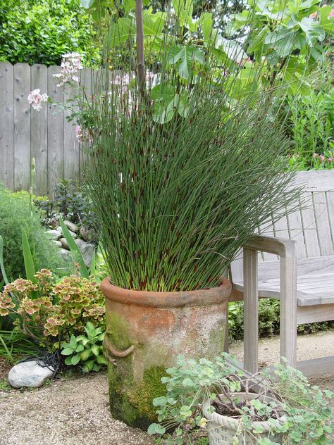 Container gardening with grasses, reeds Grasses For Pots, Container Gardening Fruit, Low Maintenance Landscaping Front Yard, Black Planters, Starting Seeds Indoors, Low Maintenance Landscaping, Container Gardens, Container Garden, Apartment Garden