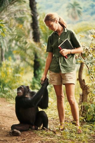 Sometimes science can be an adventure.  Take a look at Dr. Jane Goodall, an ethnologist, born in 1943.  At 23, she started a journey that would change the world forever.  She went to Tanzania to study wild chimpanzees.  It was a risky job because she needed to get as close as possible her subjects.  After years of persistence she managed to gain the chimpanzees trust and live amongst them.  By documenting the intelligence of animals she opened up a worldwide debate about animal ethics. Wildlife Biologist, Jane Goodall, Great Ape, Future Jobs, Jolie Photo, Zoology, Primates, Inspirational People, Inspirational Women