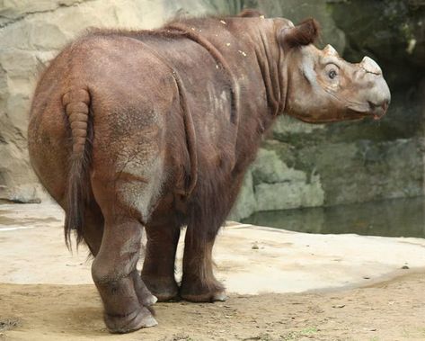 #7 Sumatran Rhino Rhino Facts, Sumatran Rhinoceros, Rhino Species, Sumatran Rhino, Save The Rhino, Woolly Mammoth, Bongos, Nocturnal Animals, Rhinos