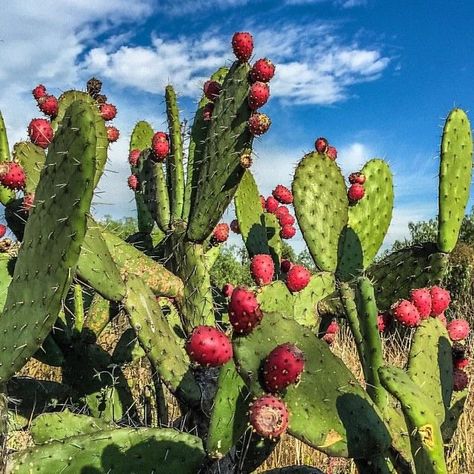 Nopal Drawing, Nopales Tattoo, Cactus Reference, Desert Plants Landscaping, Mexico Cactus, Cactus Fruit, Cactus Images, Mexican Flowers, Watercolor Subjects