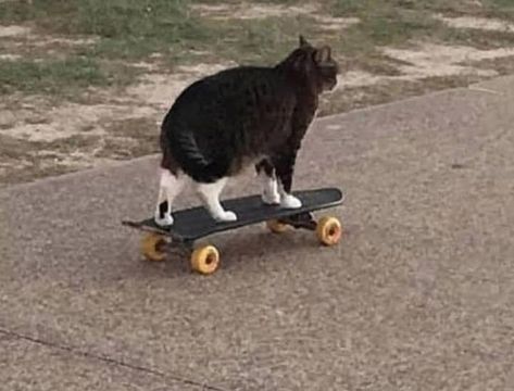 Funny Hamsters, Bad Cats, Animals Cute, Cats Funny, Hamsters, Home Ideas, Cute Cats, Skateboard, Cute Animals