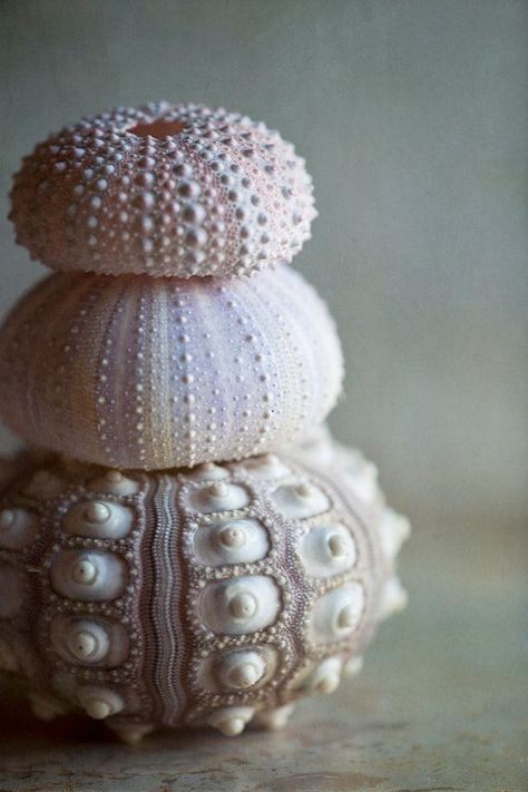 Creature Marine, Art Coquillage, Ocean Treasures, She Sells Seashells, Art Sea, Sea Urchin, Shell Art, Jolie Photo, Natural Forms