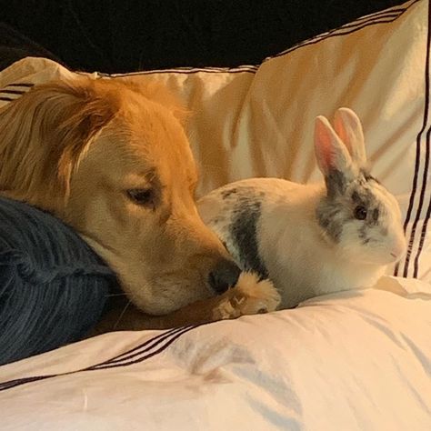 Dogs And Bunnies, Dog Cat And Rabbit, Dog And Bunny, Dog And Rabbit, Unusual Animal Friends, Cute Rabbits, Around The Fur, Bunny Pictures, Unusual Animals