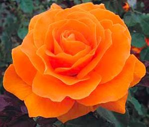 such a nice orange Floribunda Rose, Floribunda Roses, Patio Trees, White Flower Farm, Rose Trees, Growing Roses, Hybrid Tea Roses, Orange Roses, Beautiful Rose Flowers