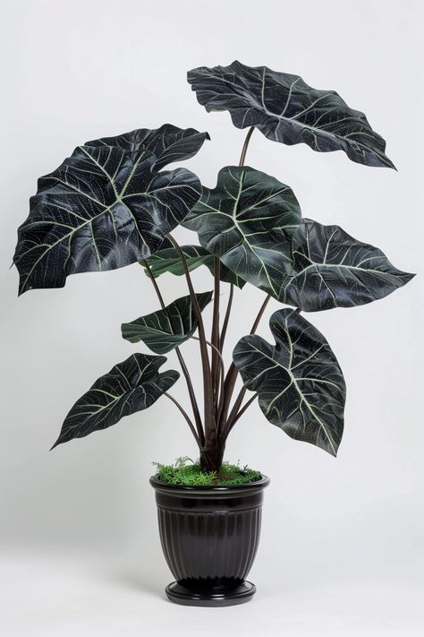 The Black Velvet Alocasia is an exotic plant celebrated for its deep, dark foliage with velvety texture. It's a striking addition to any indoor plant collection, exuding elegance and sophistication.  Light: Bright, indirect sunlight. Water: Water when the top 2 inches of soil are dry. Soil: Well-drained, rich potting mix. Temperature: 60-80°F (16-27°C). Humidity: High humidity. Fertilizer: Feed with a balanced liquid fertilizer every month during growing season.This plant is perfect for adding dramatic flair to indoor spaces.  #BlackVelvetAlocasia #IndoorPlants #Houseplants #HomeDecor Velvet Alocasia, Dark Foliage, Indirect Sunlight, Water Water, Liquid Fertilizer, Light Bright, Plant Collection, Exotic Plants, Indoor Plant